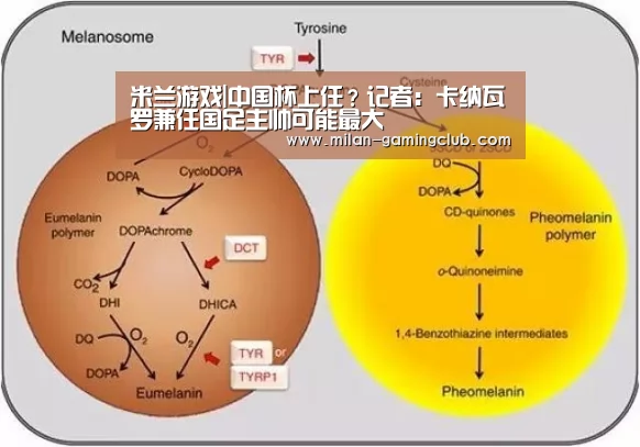 米兰游戏|中国杯上任?记者:卡纳瓦罗兼任国足主帅可能最大(图1) 米兰推荐